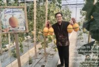 Foto: salah satu pengunjung memborong melon di Nurani Farm