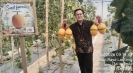 Foto: salah satu pengunjung memborong melon di Nurani Farm