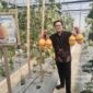 Foto: salah satu pengunjung memborong melon di Nurani Farm