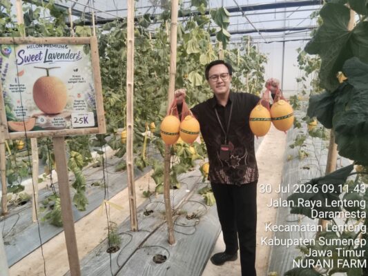Foto: salah satu pengunjung memborong melon di Nurani Farm