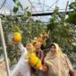Foto: pengunjung saat saat berada di nurani farm