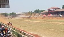 Foto: salah satu pasang sapi yang berlaga di seleksi tingkat kabupaten sumenep