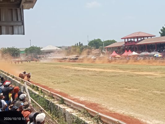 Foto: salah satu pasang sapi yang berlaga di seleksi tingkat kabupaten sumenep